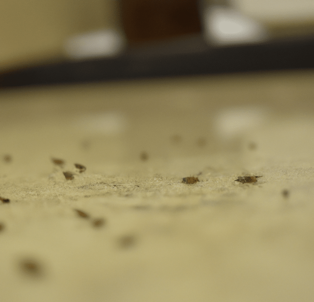 厨房里常见的棕色小虫子188bet体育官网8