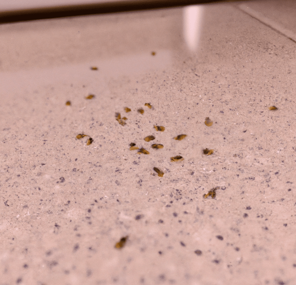 厨房里的棕色小虫子样本188bet体育官网8